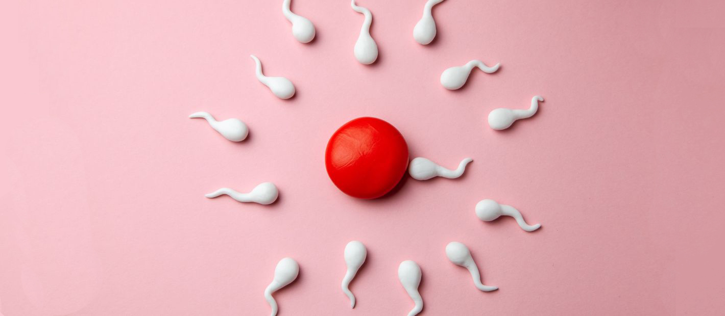 Сперматозоиды на пути к яйцеклетке