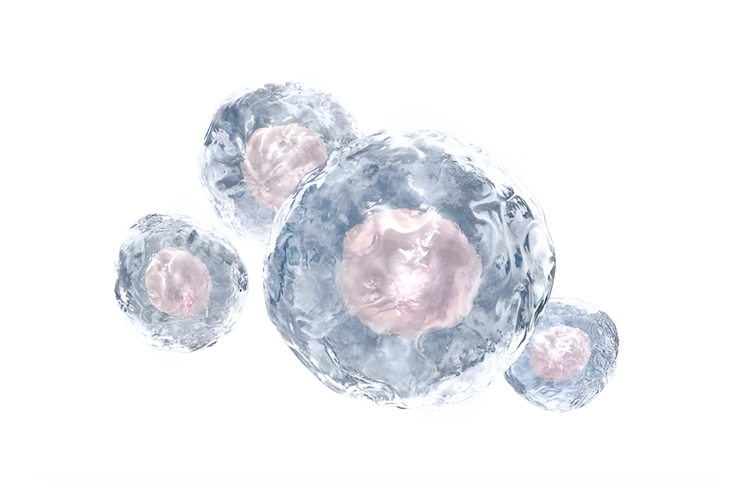 изображение стволовых клеток